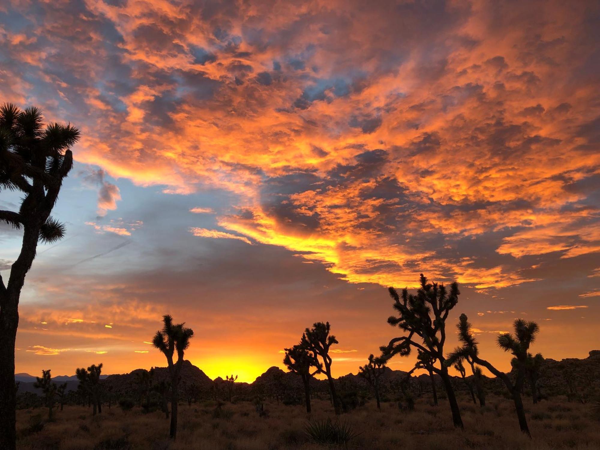 Cozy Desert Retreat With Amazing Views Only 4 Miles To Jtnp Joshua Tree Exteriér fotografie