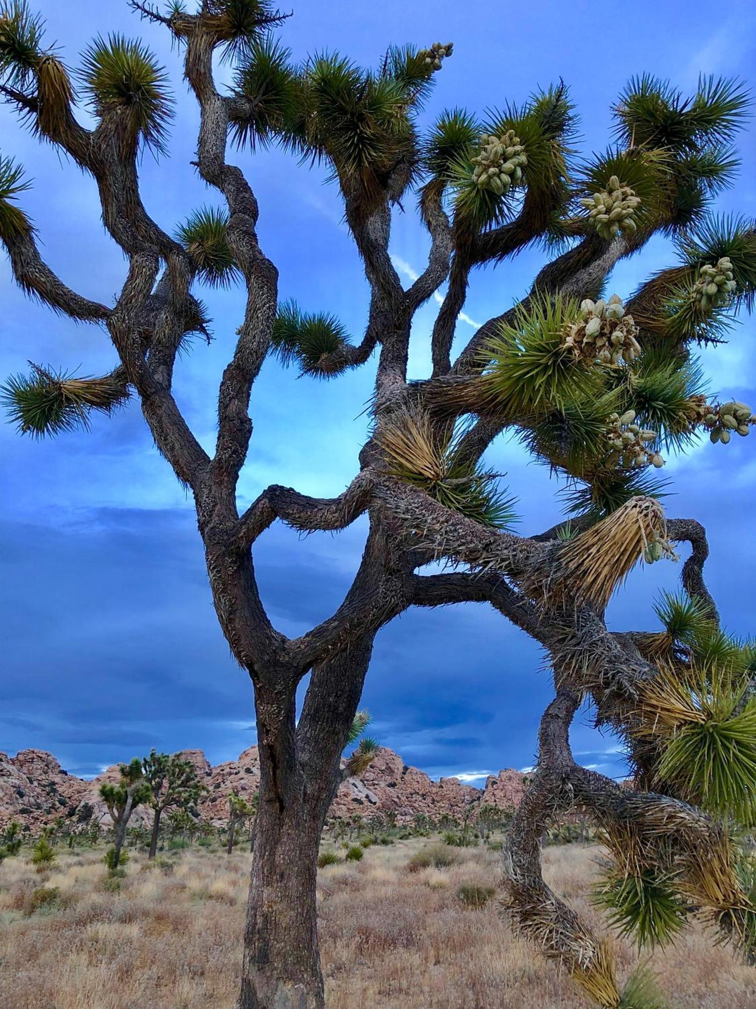 Cozy Desert Retreat With Amazing Views Only 4 Miles To Jtnp Joshua Tree Exteriér fotografie
