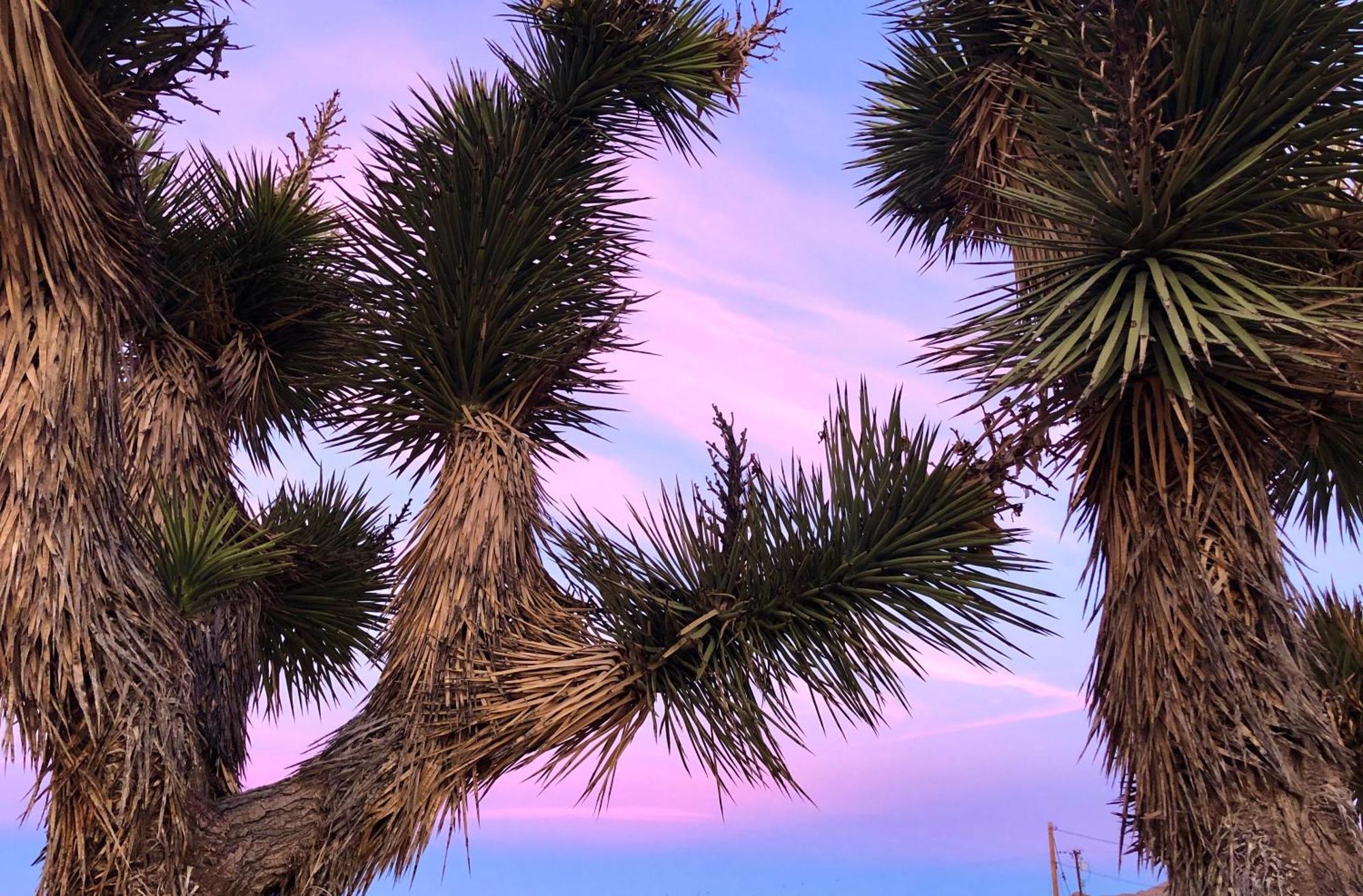 Cozy Desert Retreat With Amazing Views Only 4 Miles To Jtnp Joshua Tree Exteriér fotografie